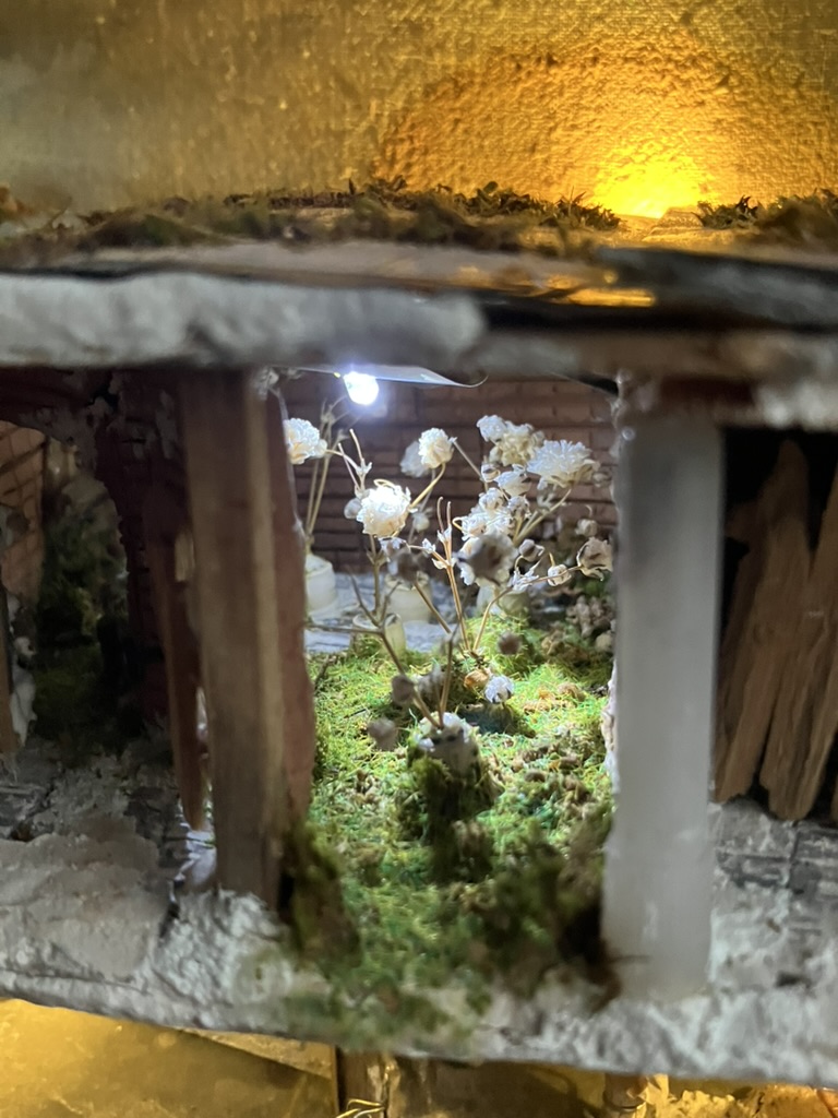 Insects grow the universal language plant underneath Kotti